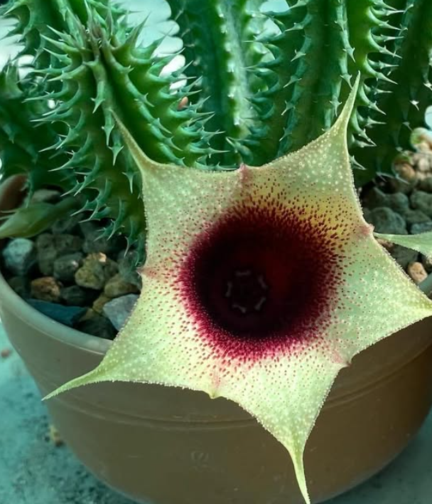 Tavaresia ‘La-on’ 6 Pieces Seeds