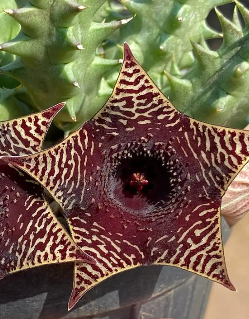 Huernia ‘Melanistic Tiger’ 5 Pieces Seeds