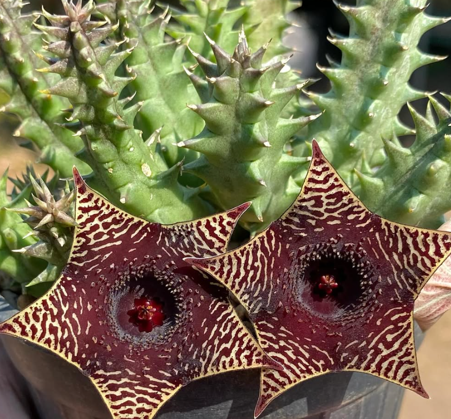 Huernia ‘Melanistic Tiger’ 5 Pieces Seeds