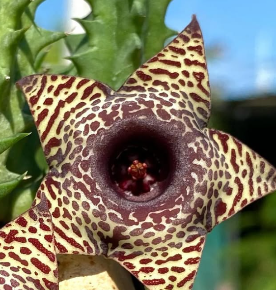 Huernia ‘Seshat’ 5 Pieces Seeds