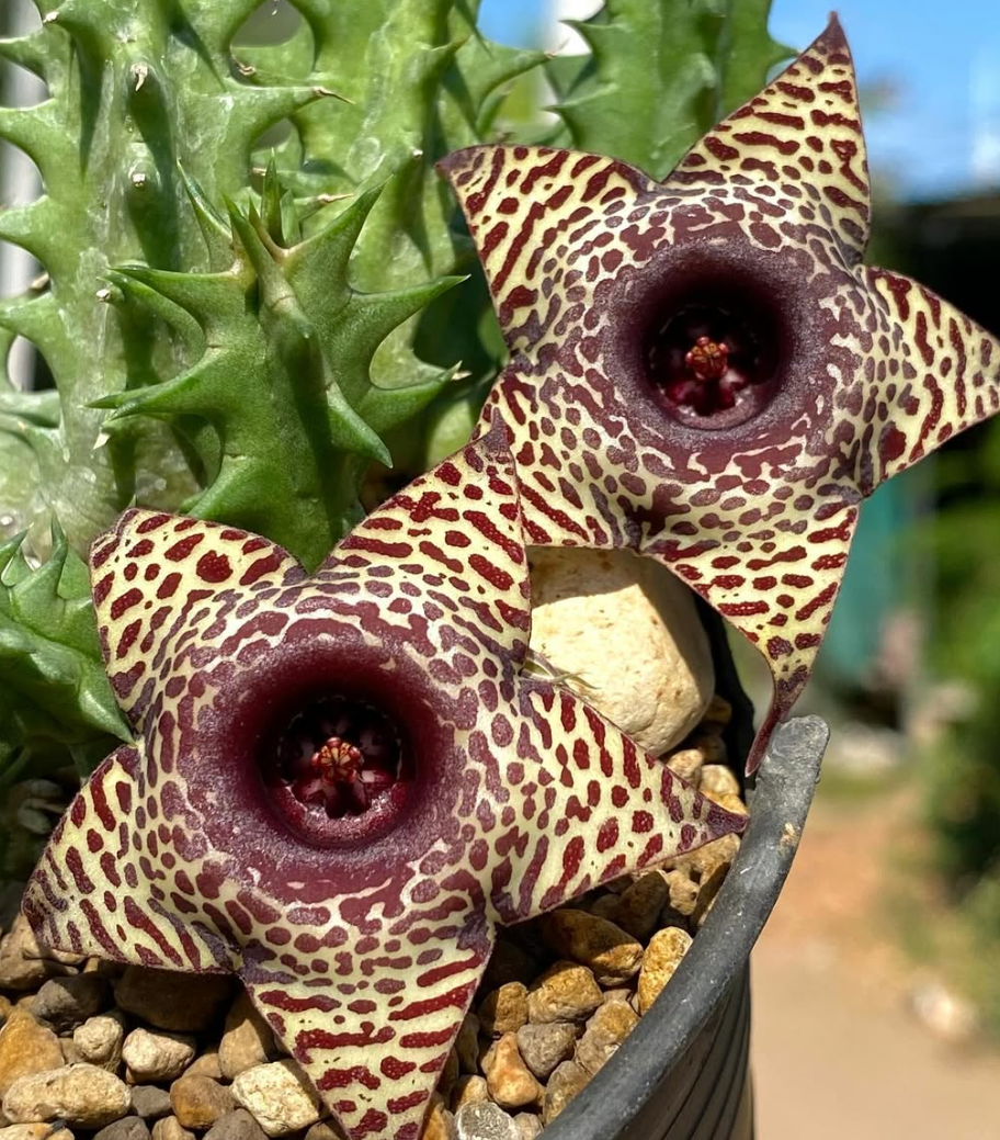 Huernia ‘Seshat’ 5 Pieces Seeds