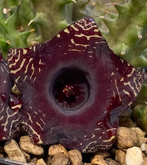 Huernia ‘Petit Vampire’ 5 Pieces Seeds