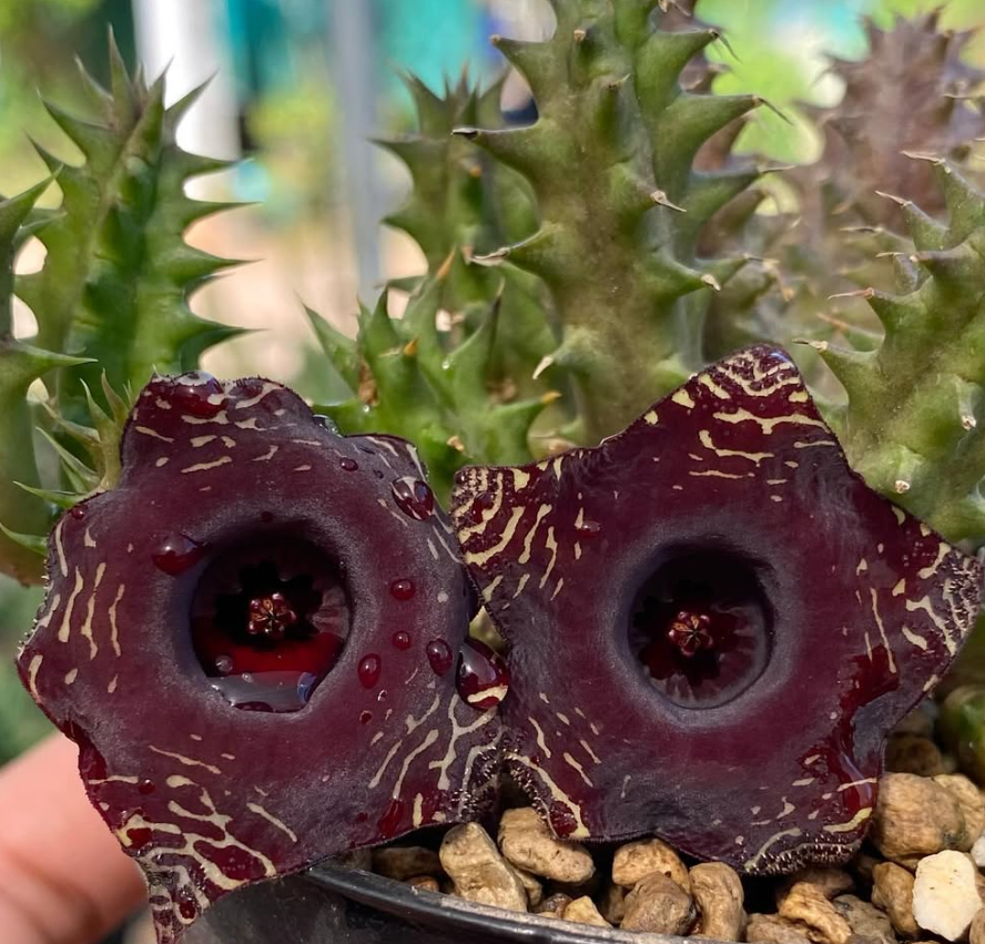 Huernia ‘Petit Vampire’ 5 Pieces Seeds