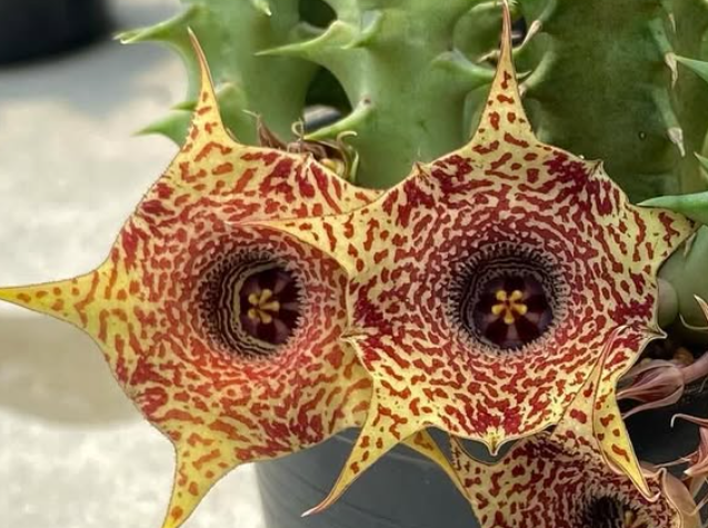 Huernia ‘Zodiac’ 5 Pieces Seeds