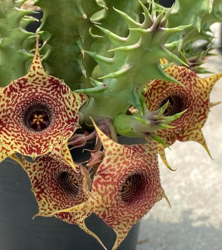 Huernia ‘Zodiac’ 5 Pieces Seeds