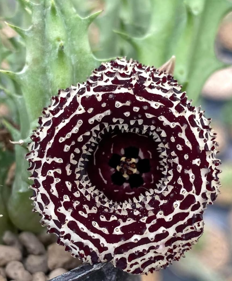 Huernia ‘Dimension Chaos‘  5 Pieces Seeds