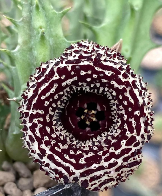 Huernia ‘Dimension Chaos‘  5 Pieces Seeds