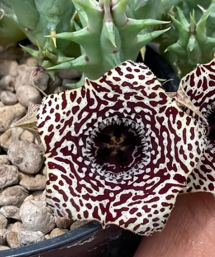 Huernia ‘Onyx Garland‘  5 Pieces Seeds