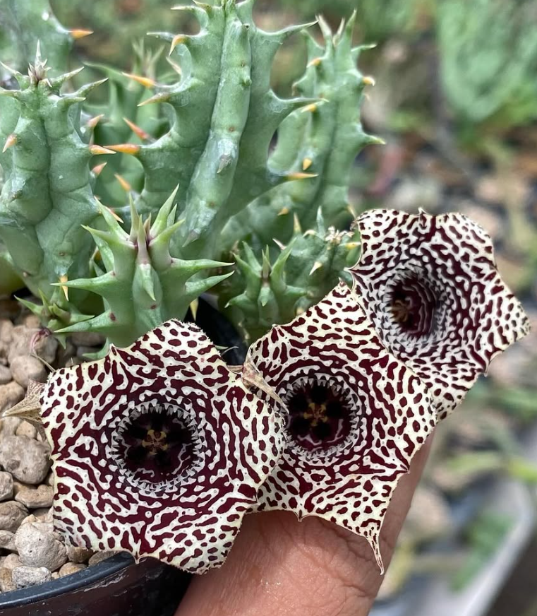 Huernia ‘Onyx Garland‘  5 Pieces Seeds