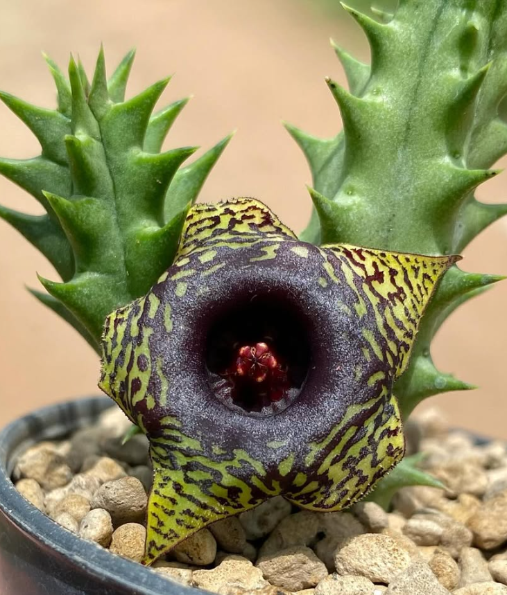 Huernia ‘Golden Vampire‘ 5 Pieces Seeds