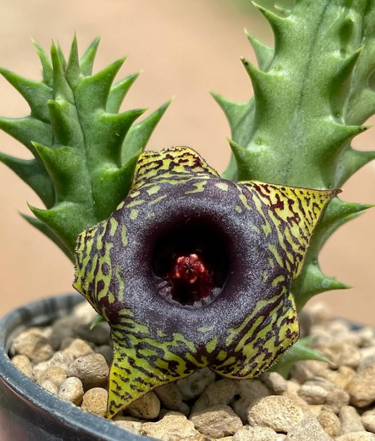 Huernia ‘Golden Vampire‘ 5 Pieces Seeds