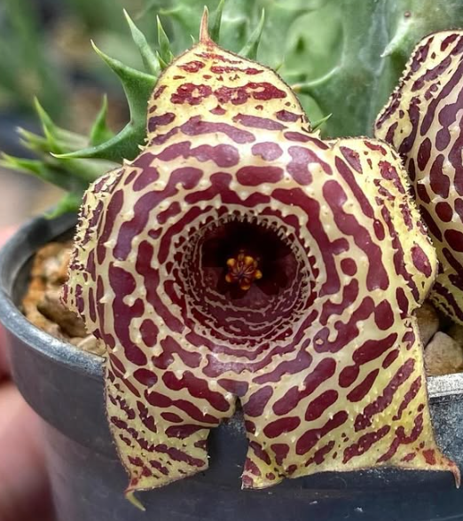 Huernia ‘Eruption’ 5 Pieces Seeds