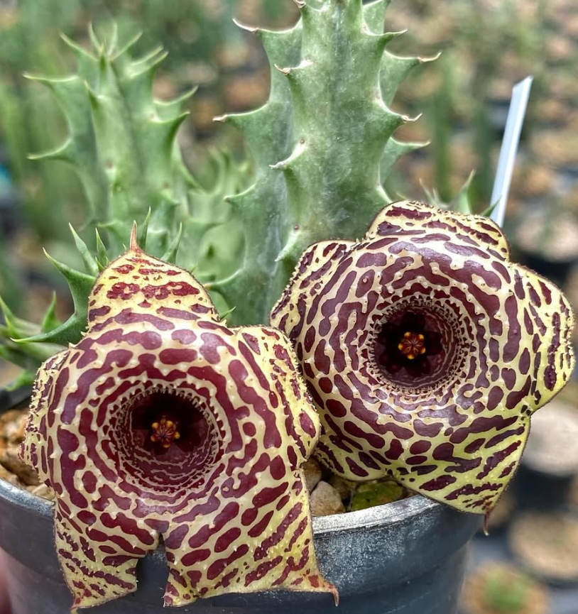 Huernia ‘Eruption’ 5 Pieces Seeds