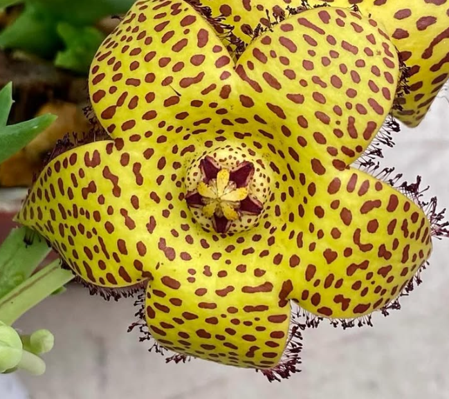 Orbea speciosa ‘Golden’ 5 Pieces Seeds