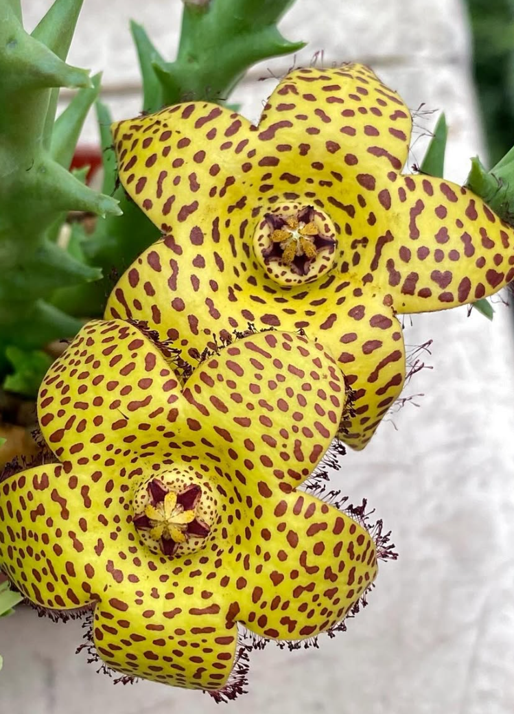 Orbea speciosa ‘Golden’ 5 Pieces Seeds
