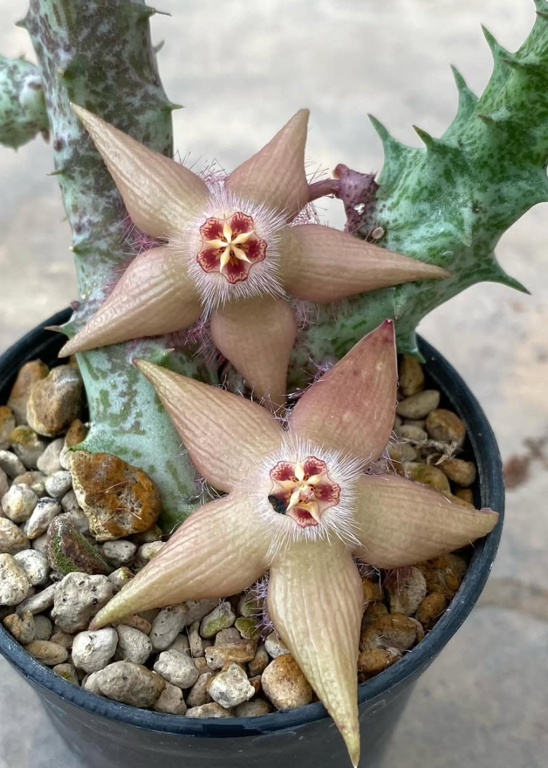 Duvapelia ' Mocca ' 6 Pieces Seeds
