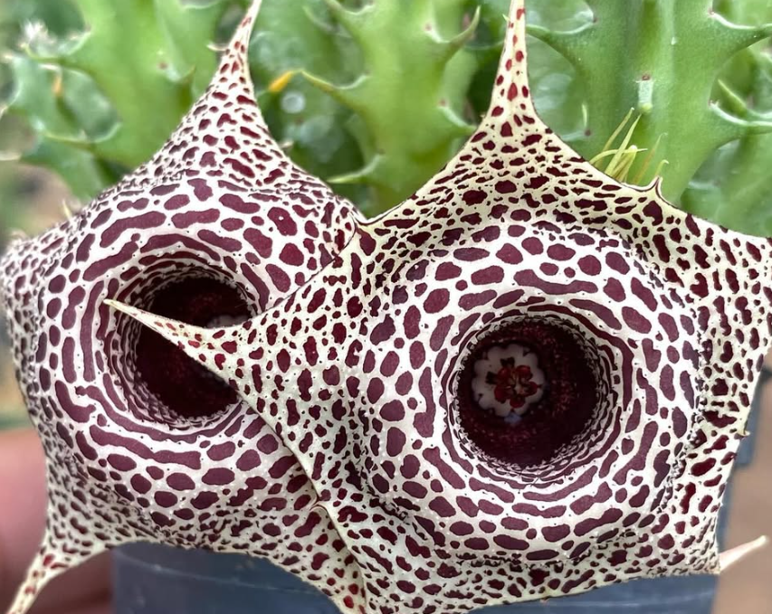 Huernia ‘Fall in Love’ 5 Pieces Seeds