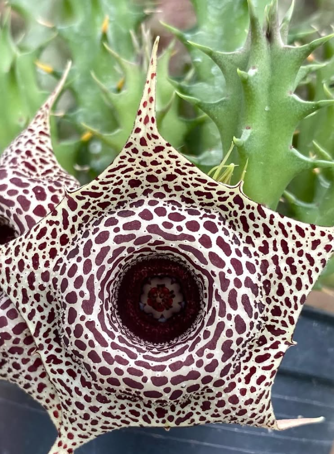 Huernia ‘Fall in Love’ 5 Pieces Seeds