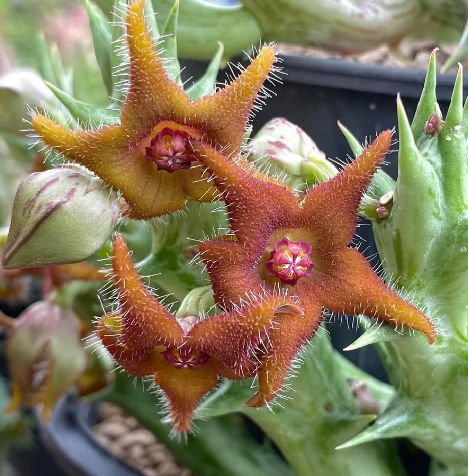 Orbea Cupid 7 Pieces Seeds