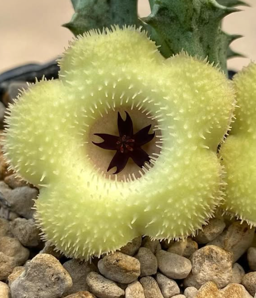 Huernia ‘Snow Crystal’ 5 Pieces Seeds