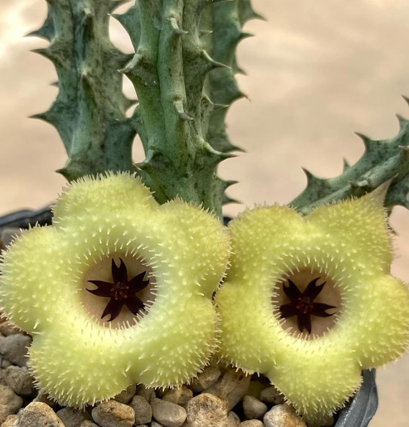 Huernia ‘Snow Crystal’ 5 Pieces Seeds