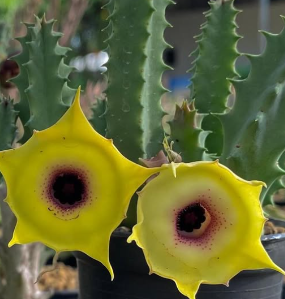 Huernia ‘Monthong’ 5 Pieces Seeds