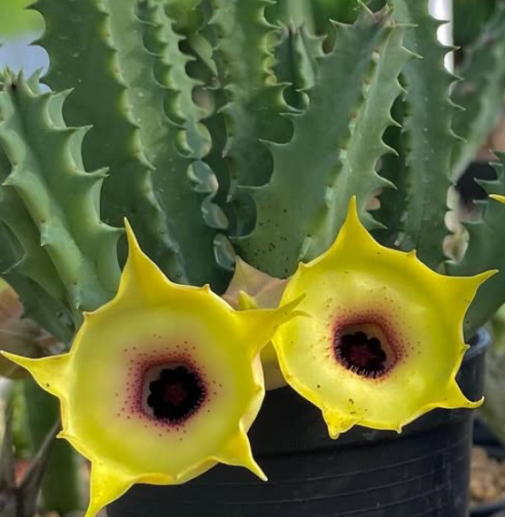 Huernia ‘Monthong’ 5 Pieces Seeds