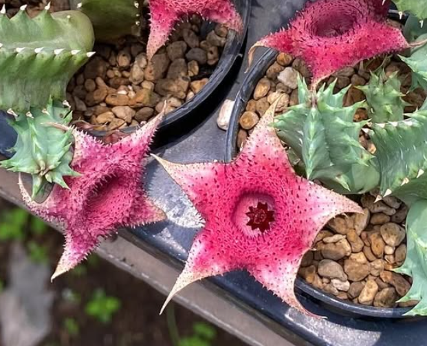 Huernia ‘ Berry Jam ’ 5 Pieces Seeds
