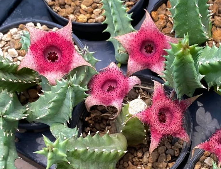 Huernia ‘ Berry Jam ’ 5 Pieces Seeds