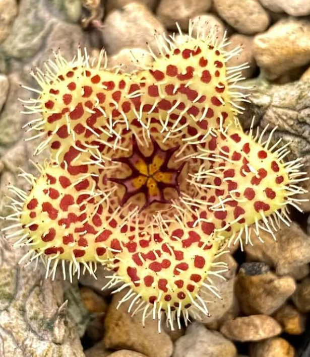 Stapelianthus madagascariensis ' Spots ' 6 Pieces Seeds