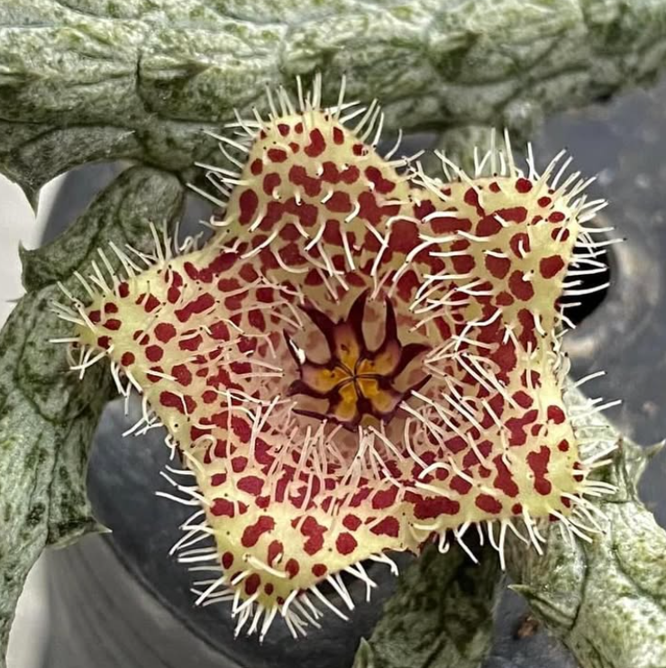Stapelianthus madagascariensis ' Spots ' 6 Pieces Seeds