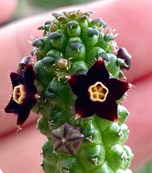 Echidnopsis sharpei ' Velvet ' 5 Pieces Seeds