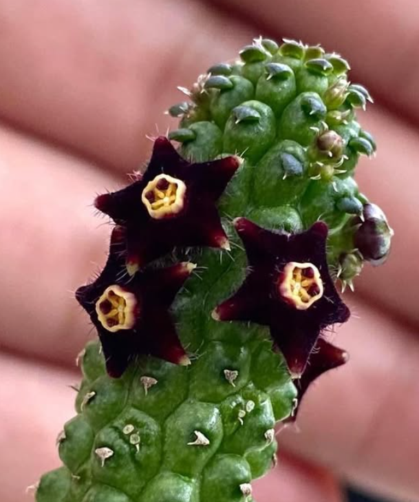 Echidnopsis sharpei ' Velvet ' 5 Pieces Seeds
