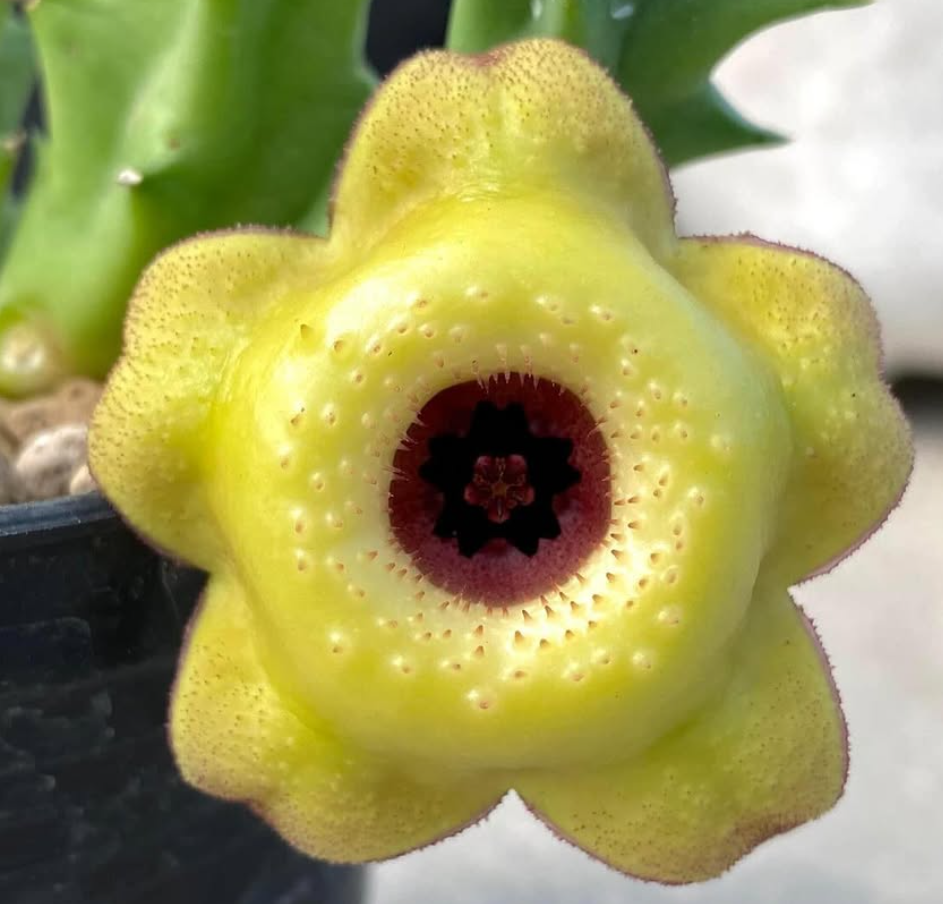 Huernia ‘ Long Island ’ 5 Pieces Seeds