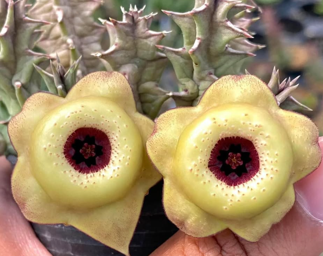 Huernia ‘ Long Island ’ 5 Pieces Seeds