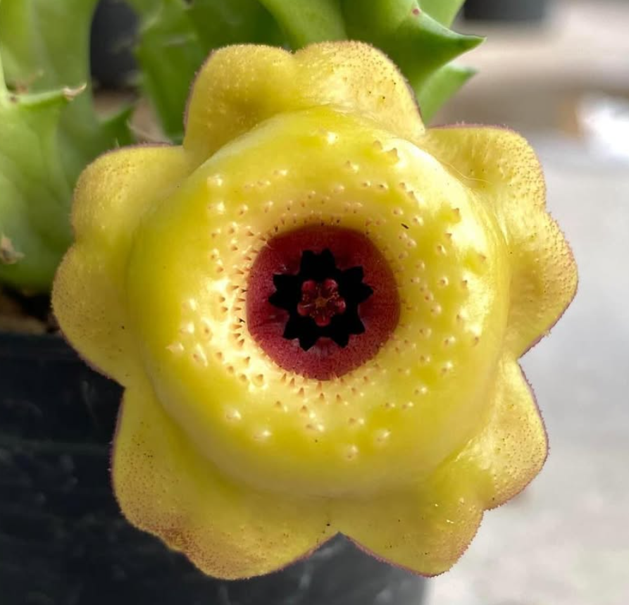 Huernia ‘ Long Island ’ 5 Pieces Seeds