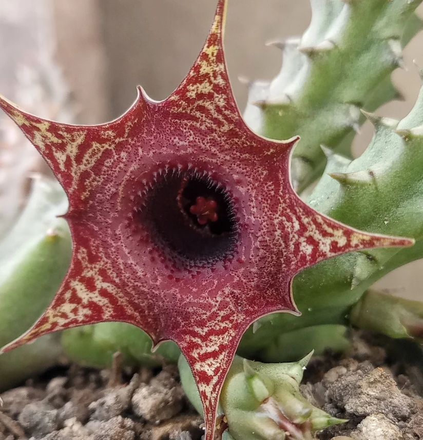 Huernia 'Ilian' 5 Pieces Seeds