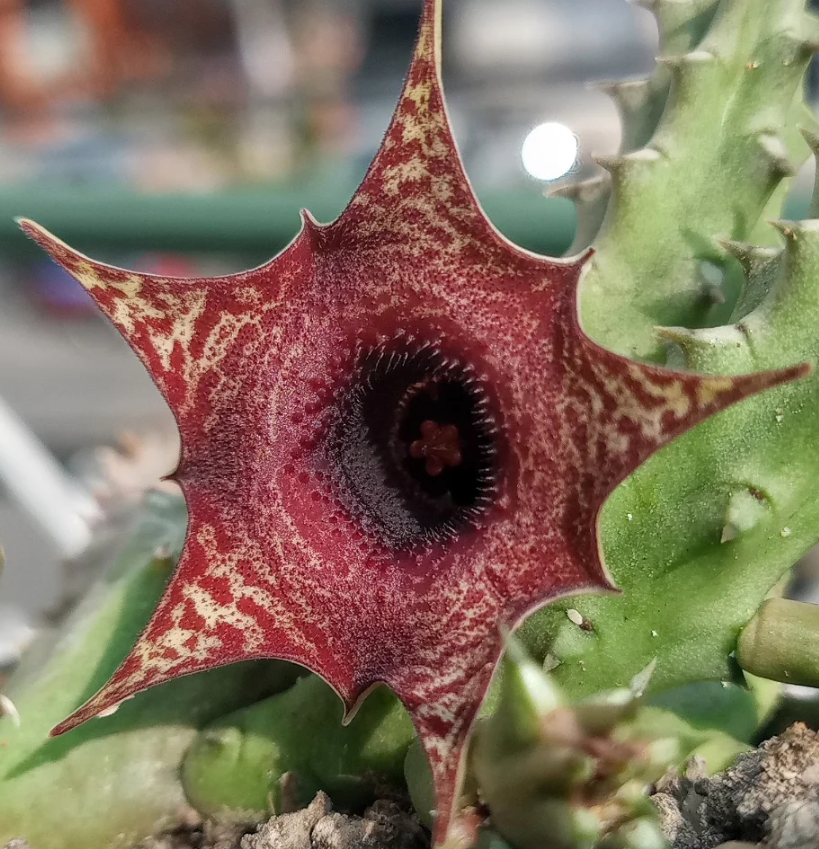 Huernia 'Ilian' 5 Pieces Seeds