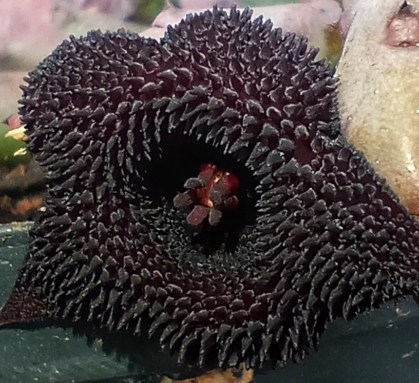 Huernia Pendurata Black Devil 5 Pieces Seeds