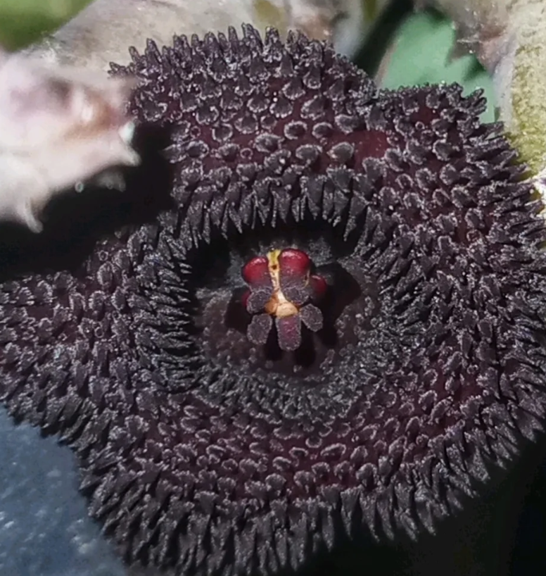 Huernia Pendurata Black Devil 5 Pieces Seeds