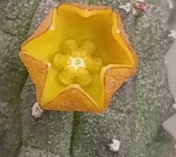 Echidnopsis cereiformis var. lutea 5 Pieces Seeds