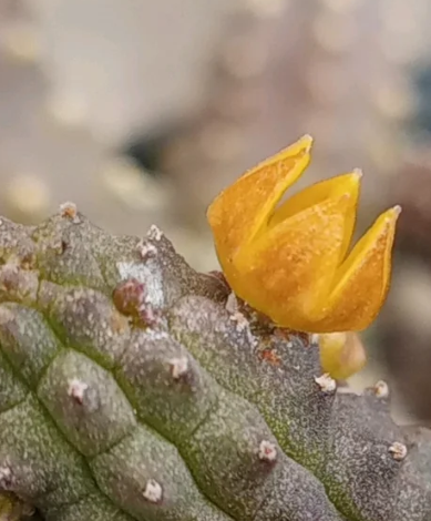 Echidnopsis cereiformis var. lutea 5 Pieces Seeds