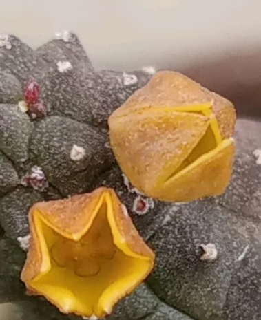 Echidnopsis cereiformis var. lutea 5 Pieces Seeds