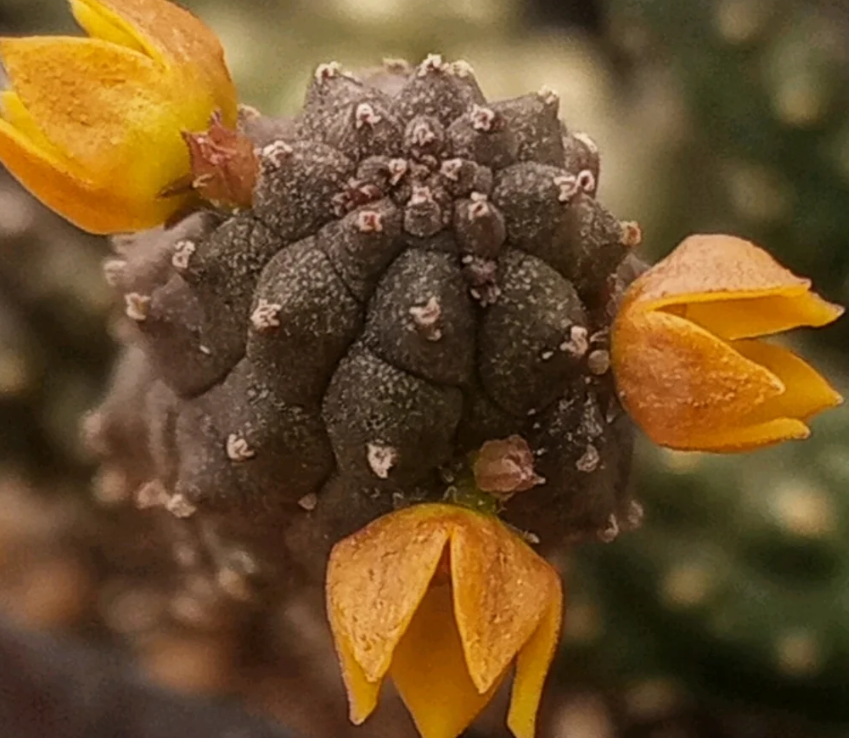 Echidnopsis cereiformis var. lutea 5 Pieces Seeds