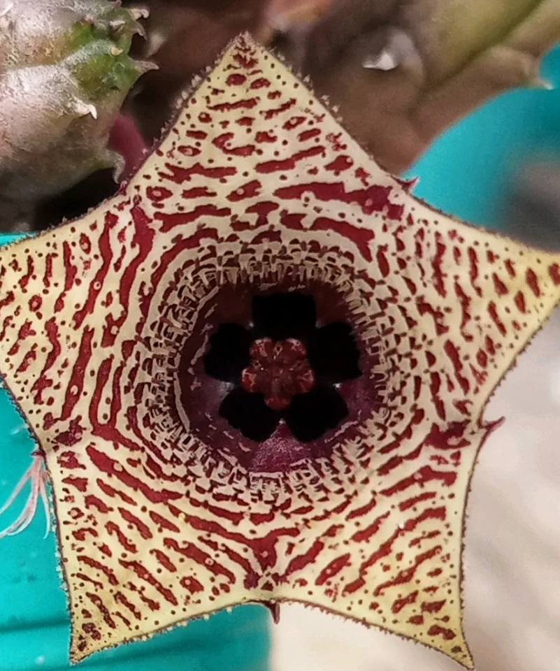 Huernia volkartii var. repens 5 Pieces Seeds