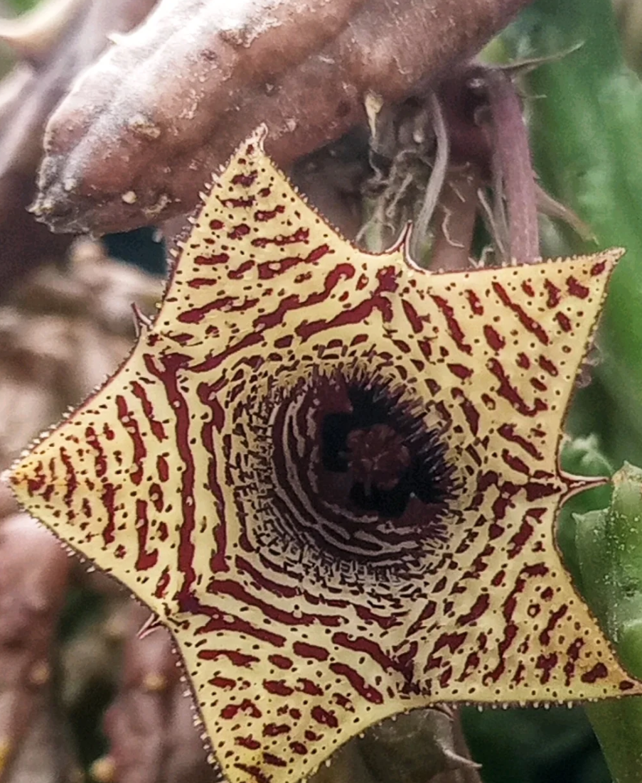 Huernia volkartii var. repens 5 Pieces Seeds