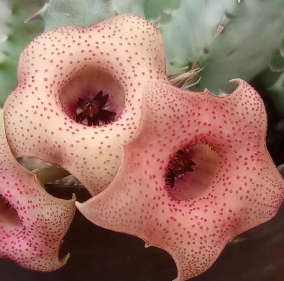 Huernia 'Chimbila' 5 Pieces Seeds