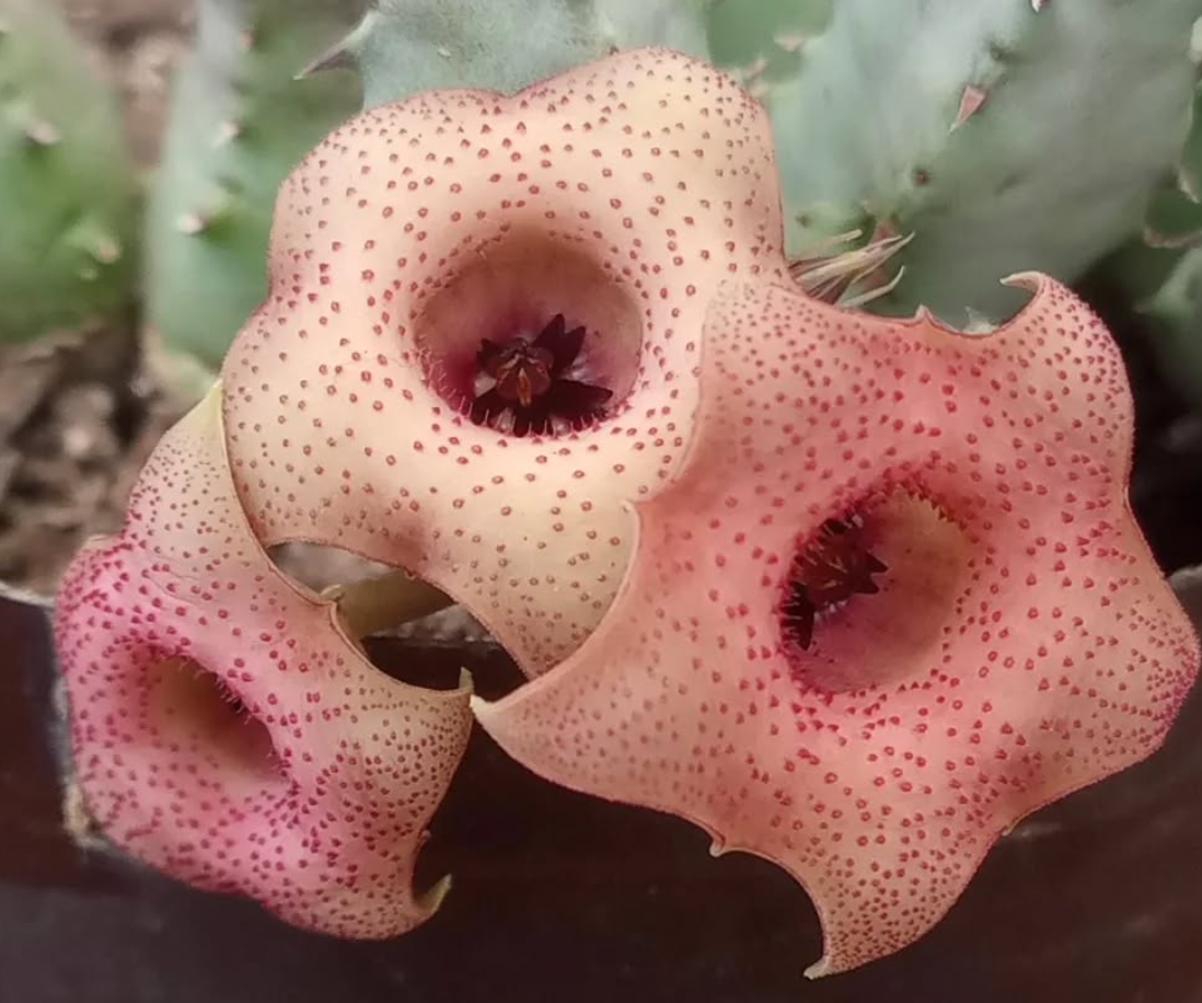 Huernia 'Chimbila' 5 Pieces Seeds