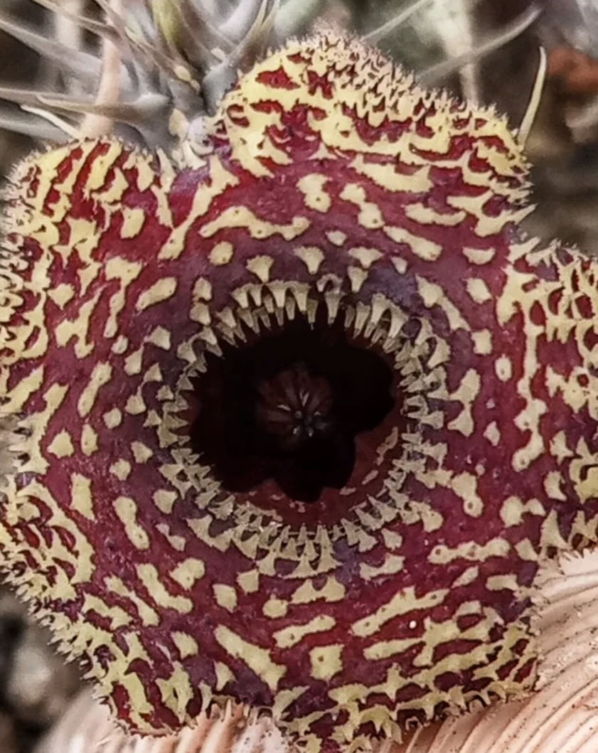 Huernia 'Pecosita' 5 Pieces Seeds