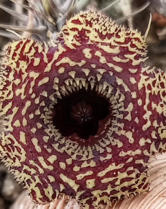 Huernia 'Pecosita' 5 Pieces Seeds